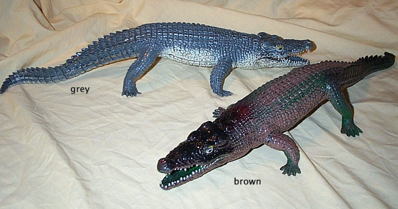 Nile Crocodile - Large - AAA