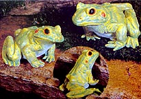 Green Frog Family - AAA