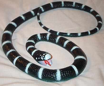 California King Snake