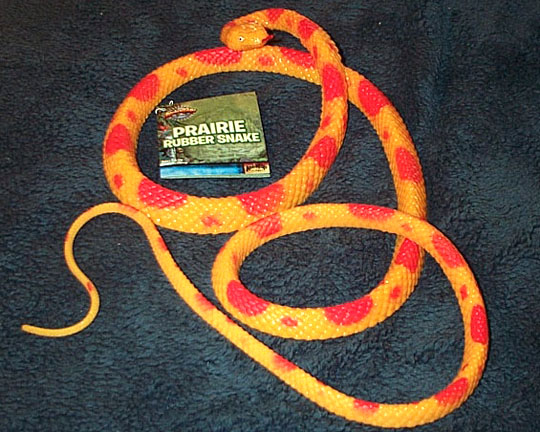 Cornsnake or Prairie Snake