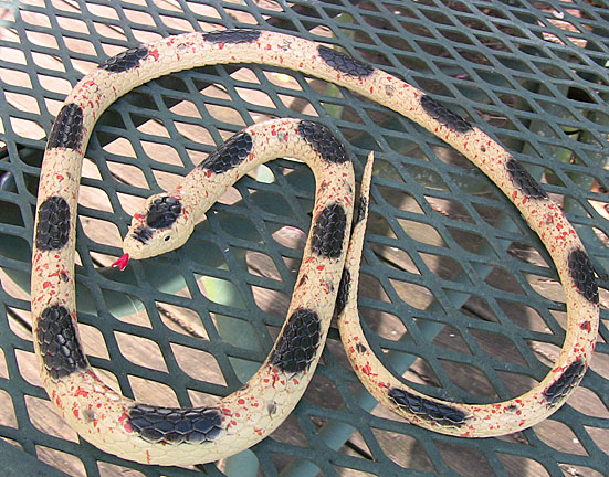 Western Longnose Snake - Medium