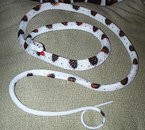 Prairie King Snake - Medium