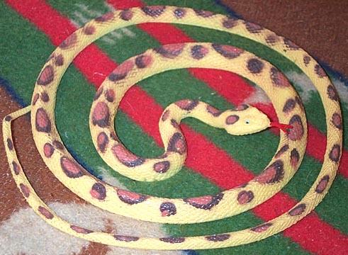 Red Spotted Diadem Snake