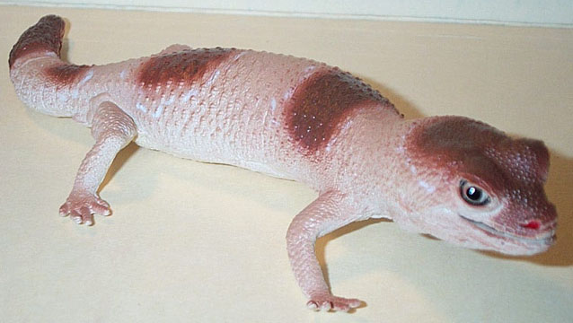 African Fat Tailed Gecko - AAA
