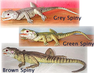 Spiny Lizard - AAA