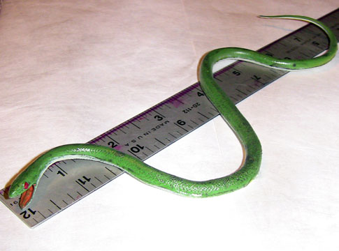 Baby Green Snake - AAA