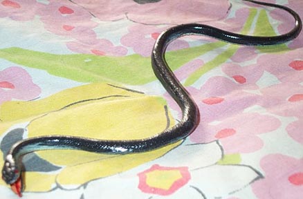 Baby Black Snake - AAA