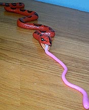 Corn Snake - Stretch Rubber with Tongue