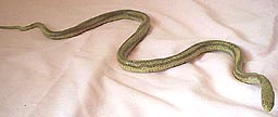 Yellow Rat Snake - young - AAA