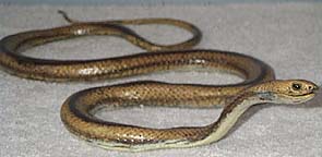 Yellow Rat Snake - AAA