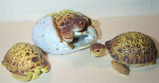 Tortoise Babies - Radiated - AAA