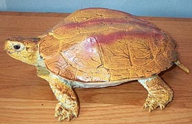 Brown Malayan Turtle - AAA