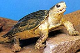 Green Notched Turtle - AAA