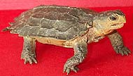 Brown Notched Turtle - AAA
