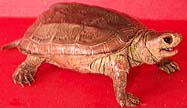 Brown Reeves Turtle - AAA