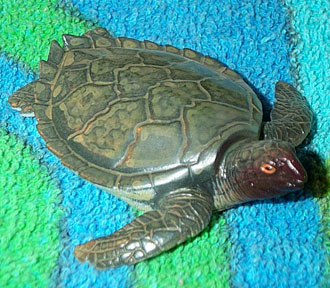 Sea Turtle Baby - AAA