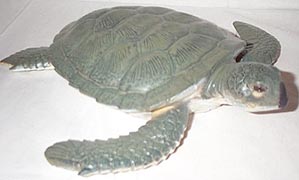 Green Sea Turtle - Large - AAA