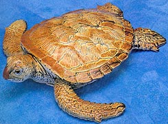 Sea Turtle - 9\" - AAA