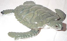 Green Sea Turtle - Small - AAA