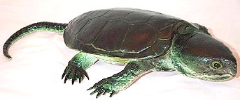Snapping Turtle - AAA
