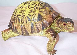 Radiated Tortoise - AAA