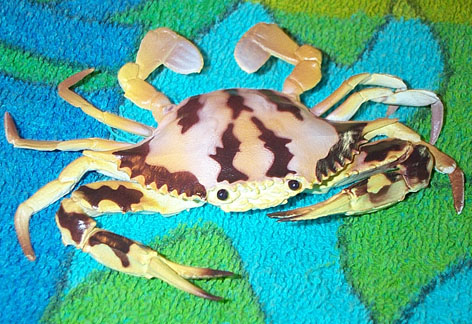Crab - Spotted - AAA