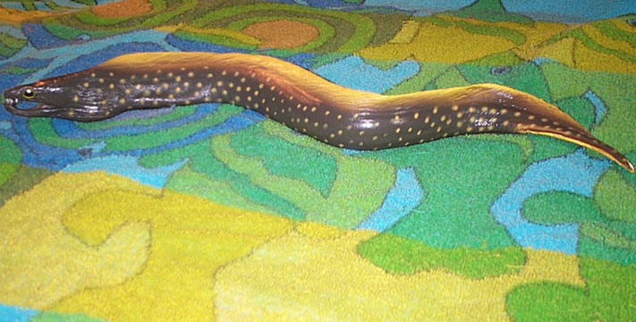 Moray Eel - Spotted