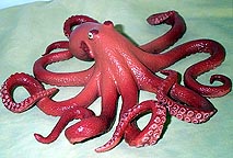 Octopus - Giant Pacific (L)
