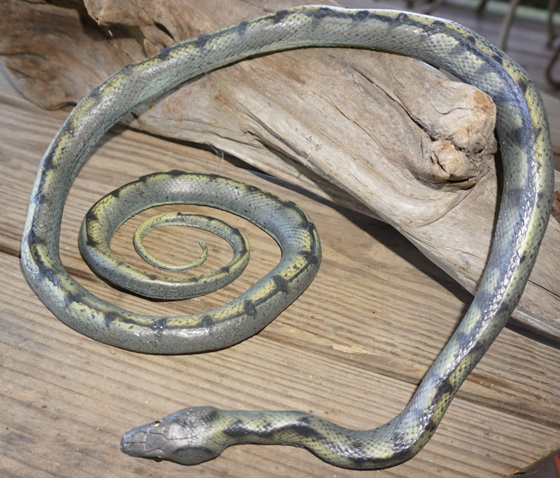 Pacific Boa or Light Rat Snake - AAA