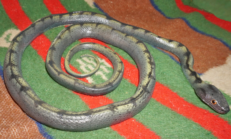 Black Rat Snake - Young - Greyer - AAA