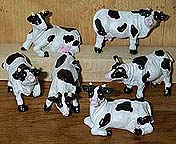 Cows - 6 Little