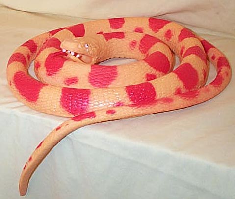 Red Corn Snake