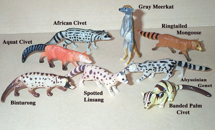spotted civet