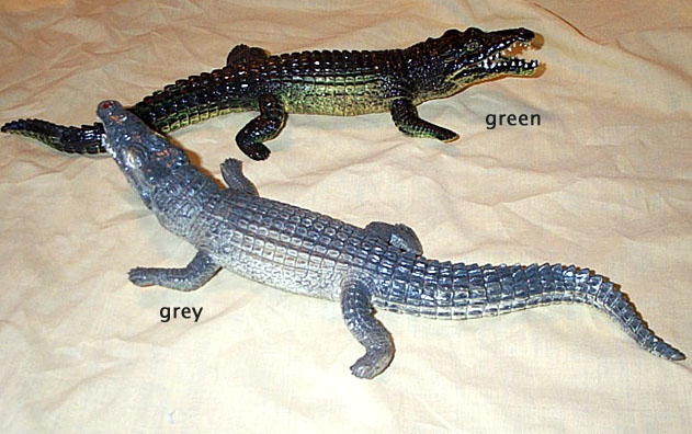 Nile Crocodile - Medium - AAA