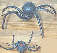 Black Widow Spider