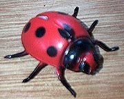 Ladybug