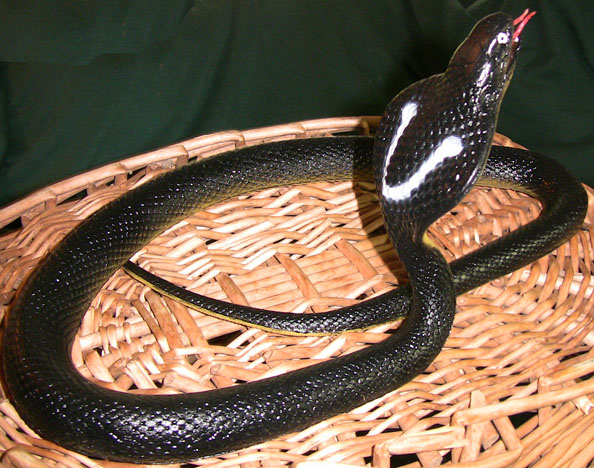 Rubbery Cobra - Black