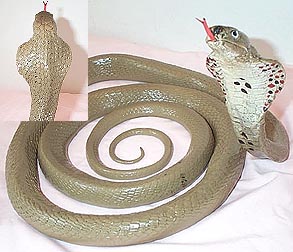 Cape Cobra