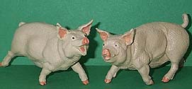 Yorkshire pigs