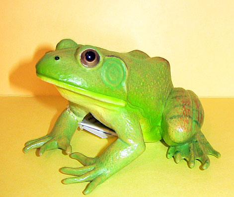 Bull Frog