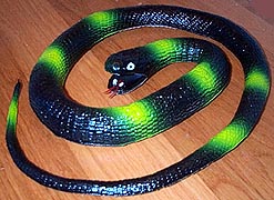 Black and Yellow Snake