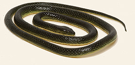 Yellow  Bellied Racer - Eastern