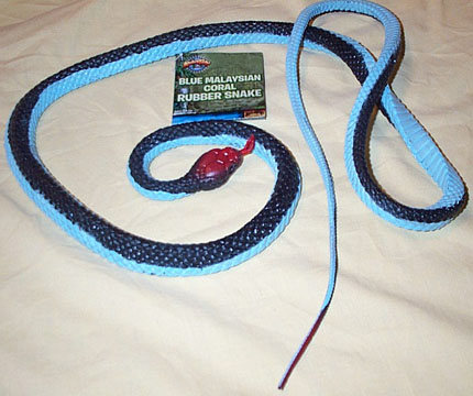 Blue Malayan Coral Snake