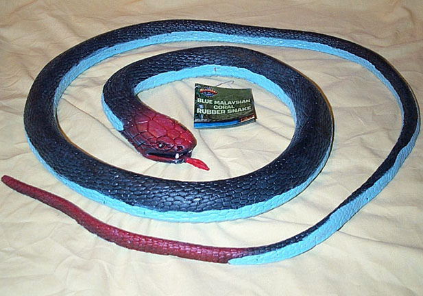 Blue Malayan Coral Snake - large