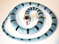 Blue Sea Snake