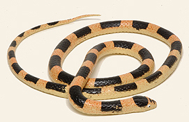 Western Longnose Snake