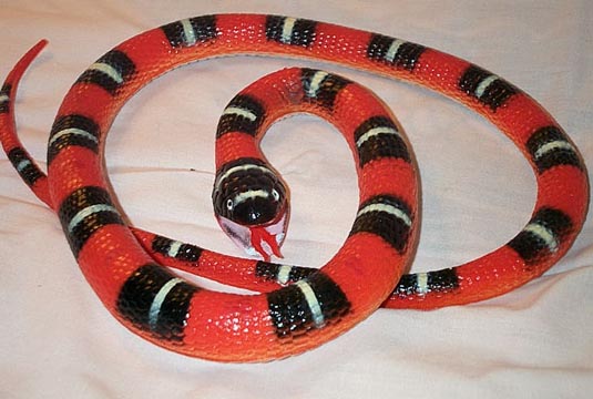 Honduran Milk Snake