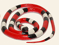 Milk Snake - Longer