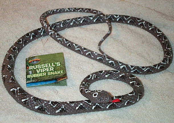 Russell\'s Viper