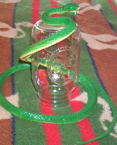 Chinese Green Snake